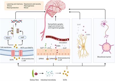 Role of brain-gut-muscle axis in human health and energy homeostasis